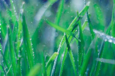 Background from continuous fresh summer green grass againstの写真素材