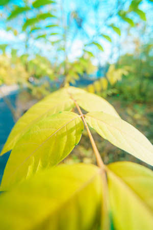 yellow autumn leaves close up. autumn Parkの写真素材