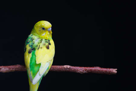 Yellow and green budgie, budgie sits on a wooden stick. Black background. low keyの写真素材