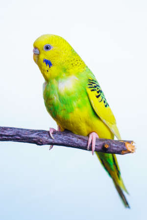 Yellow and green budgie, budgie sits on a wooden stickの写真素材