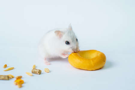 Small white hamster, on a white backgroundの写真素材