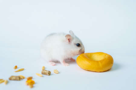 Small white hamster, on a white backgroundの写真素材