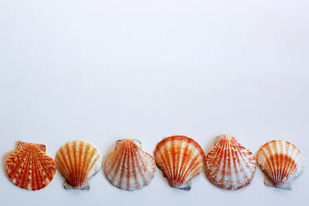 sea shellの写真素材