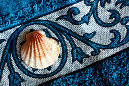 sea shellの写真素材