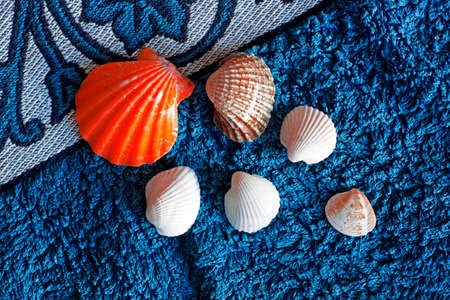 sea shellsの写真素材