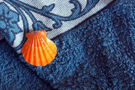 shellの写真素材