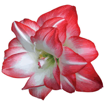 Red and white blooming flower vector tracedのイラスト素材