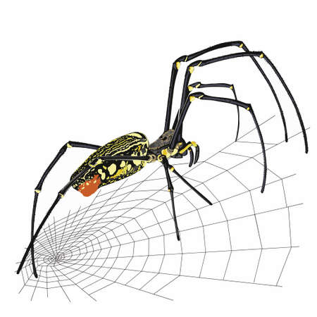 Black with yellow spots tropical spider close-upのイラスト素材
