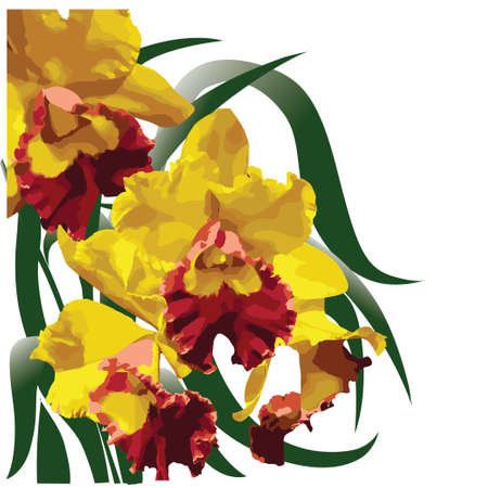 Yellow-red flowering orchid with green leaves - vector illustrationのイラスト素材
