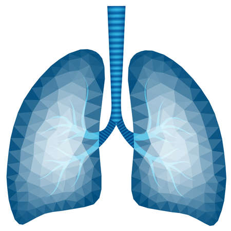 Abstract polygonal image of human lungs in blue tone - vector illustrationのイラスト素材