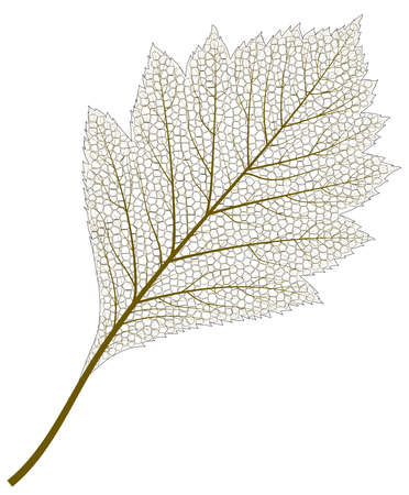 Image of Skeleton Aspen Leaf - vectorのイラスト素材
