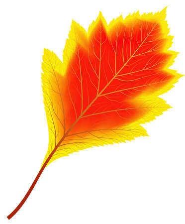 Image of red and yellow autumn aspen leaf - vectorのイラスト素材