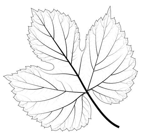 Skeleton of abstract leaf. Isolated vector illustration for your card, invitation and other decor design.のイラスト素材