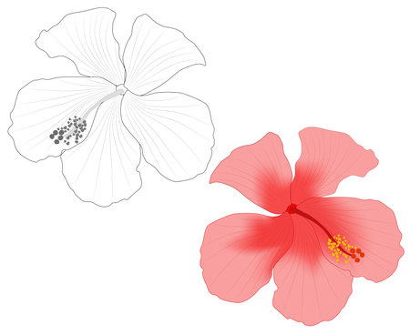 Close-up image of a hibiscus flower in two versions vector illustrationのイラスト素材