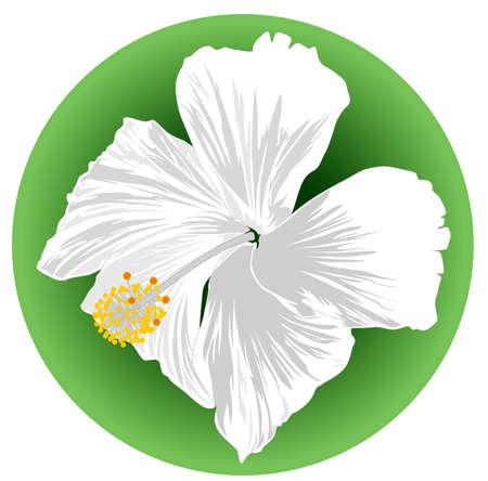 Close-up image of a hibiscus white flower on green background - vector illustrationのイラスト素材