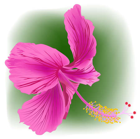 Close-up image of a hibiscus flower in magenta - vector illustrationのイラスト素材