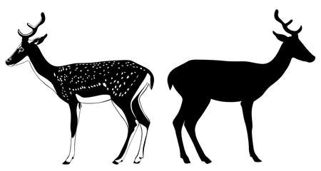 Black and white image of a deer vector illustrationのイラスト素材