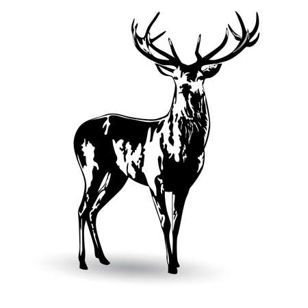 Black and white image of a standing deer with branchy antlers vector illustrationのイラスト素材