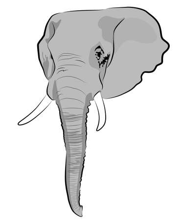 The image of an elephant head in gray tones vector illustrationのイラスト素材