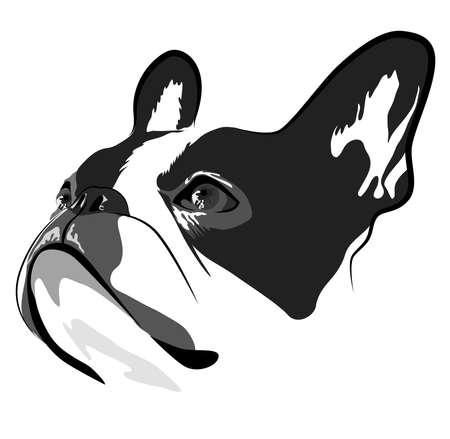 Shorthaired French Bulldog head vector illustrationのイラスト素材