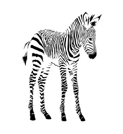 Black and white image of a standing zebra cub isolated vector illustrationのイラスト素材