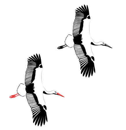Black and color image of a flying crane vector illustrationのイラスト素材