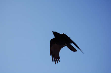 Lone Birdの写真素材