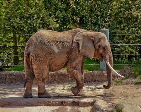 Bull elephant with one tuskの写真素材