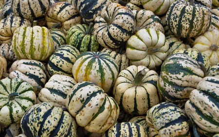 Pile of freshly picked sweet dumpling squash.
