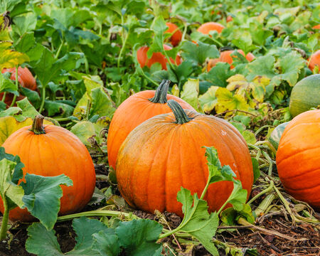Pumpkins growing in farm fieldの写真素材