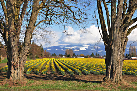 Daffodil field in the Skagit Valleyの写真素材