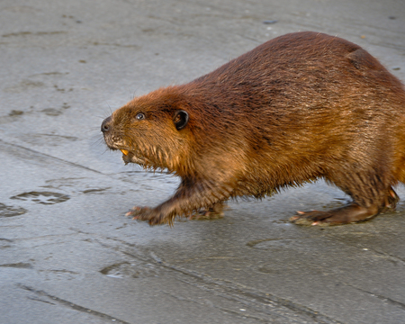 Beaver on salt water beach in Seattle, Washington