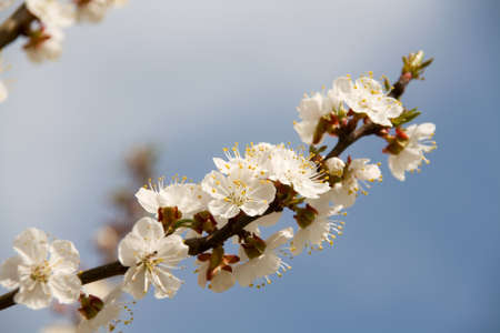 Flowering of an apricot in the spring.の写真素材