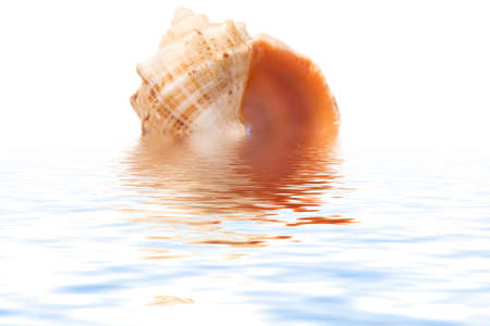 shell in a see on a white backgroundの写真素材