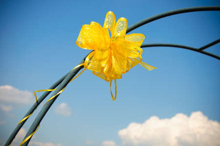 abstract yellow bowの写真素材