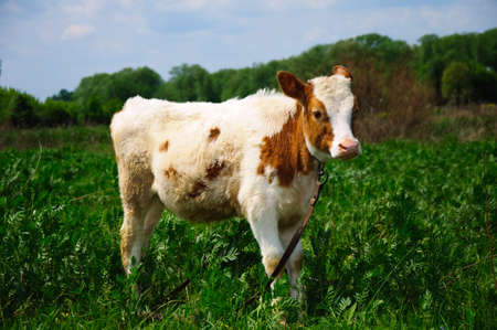 The young calf on a pastureの写真素材
