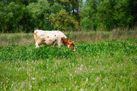 The young calf on a pastureの写真素材