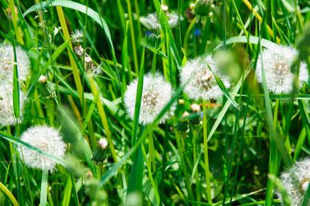 summer dandelionの写真素材