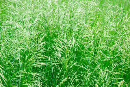 green summer grassの写真素材