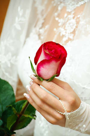 The bride holds a delicate rose in a handの写真素材