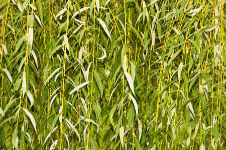 willow backgroundsの写真素材