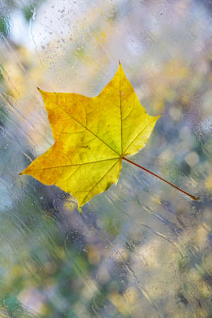 autumn leaf on windowの写真素材