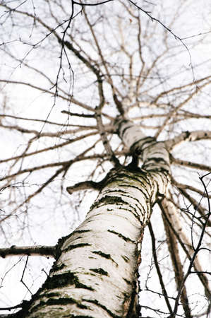 early spring in a birch forestの写真素材