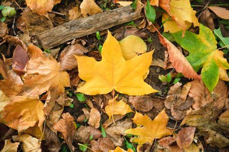 One new maple yellow leaf laying on earth. Leaf background. の写真素材