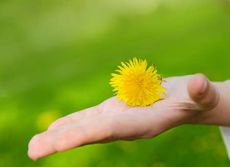 bright yellow flower lie on a hand  Blur green backgroundsの写真素材