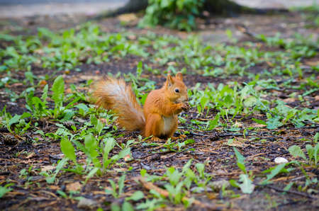 sweet squirrel to hold nut at forest  animal wildlifeの写真素材