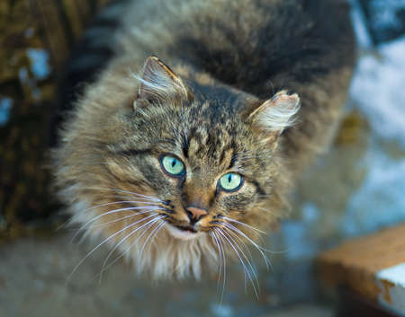 domestic cat looking in camera  staring eyesの写真素材