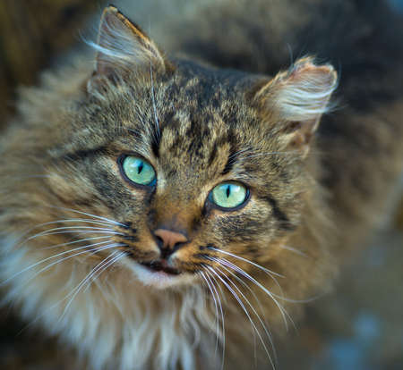 domestic cat looking in camera  staring eyesの写真素材