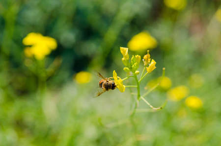 bee pollinating a flower. Green nature background. Heat seasonの写真素材