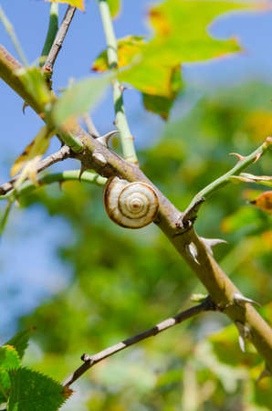 one small snail holding on a plant stem. Nature backgroundの写真素材